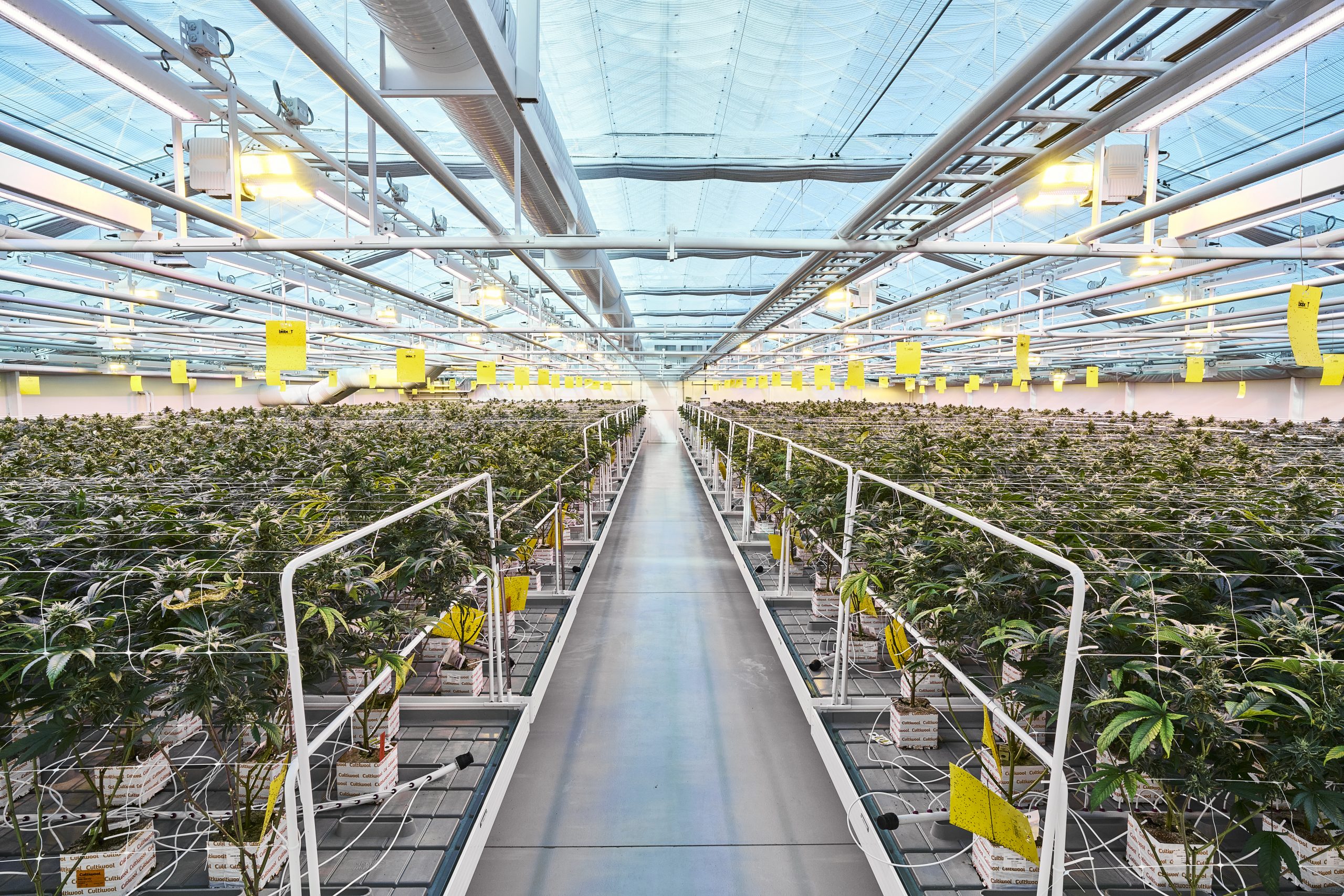 Studie zeigt Wirksamkeit für mögliches drittes THC-Fertigarzneimittel