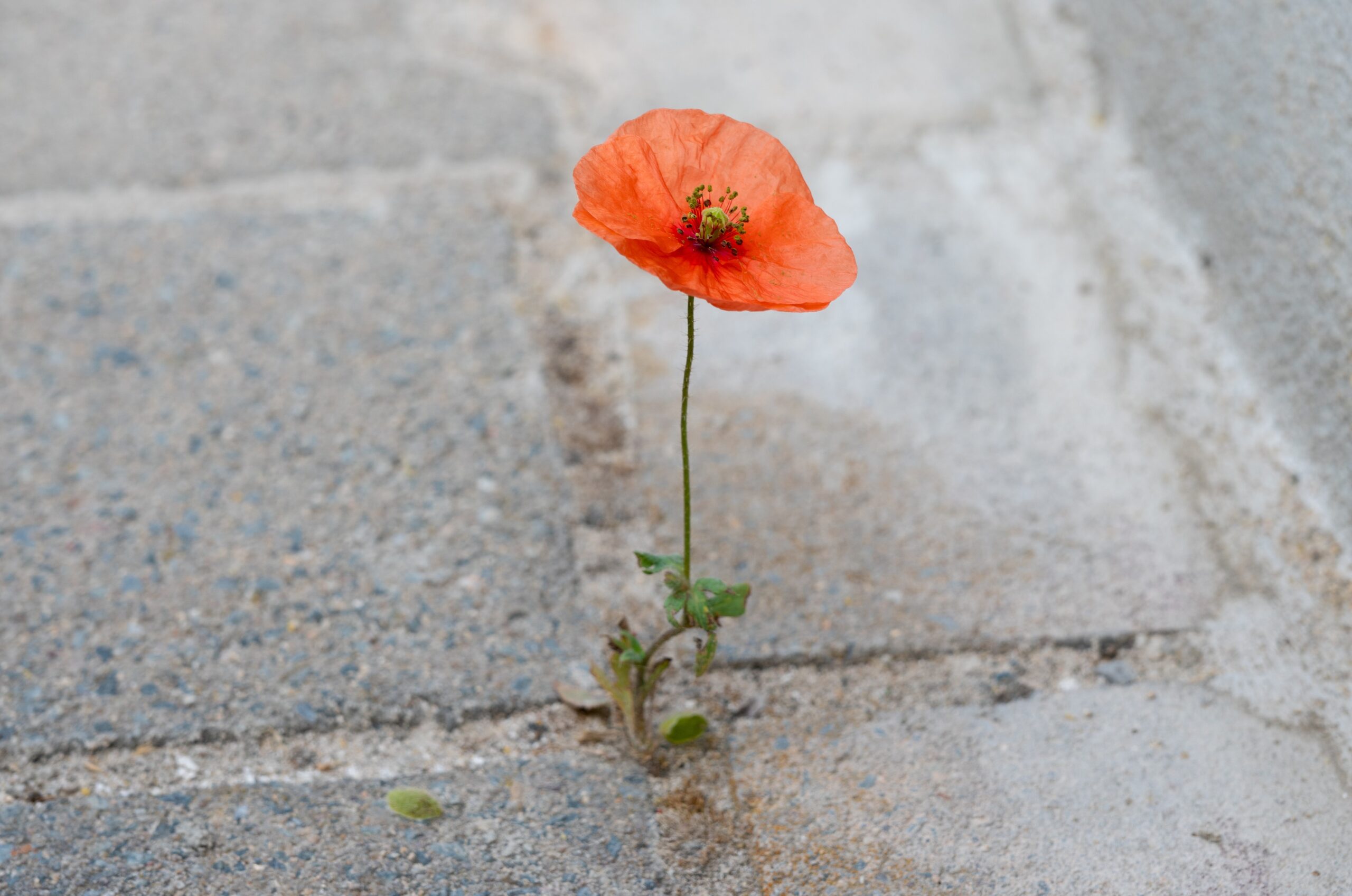 Frühchen – Beratung für kleine Kämpfer