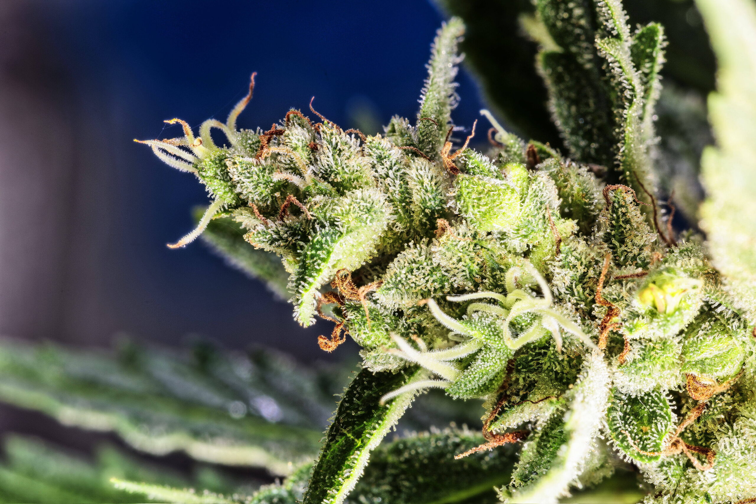 AKNR erzielt weiteren Erfolg gegen Cannabisplattform