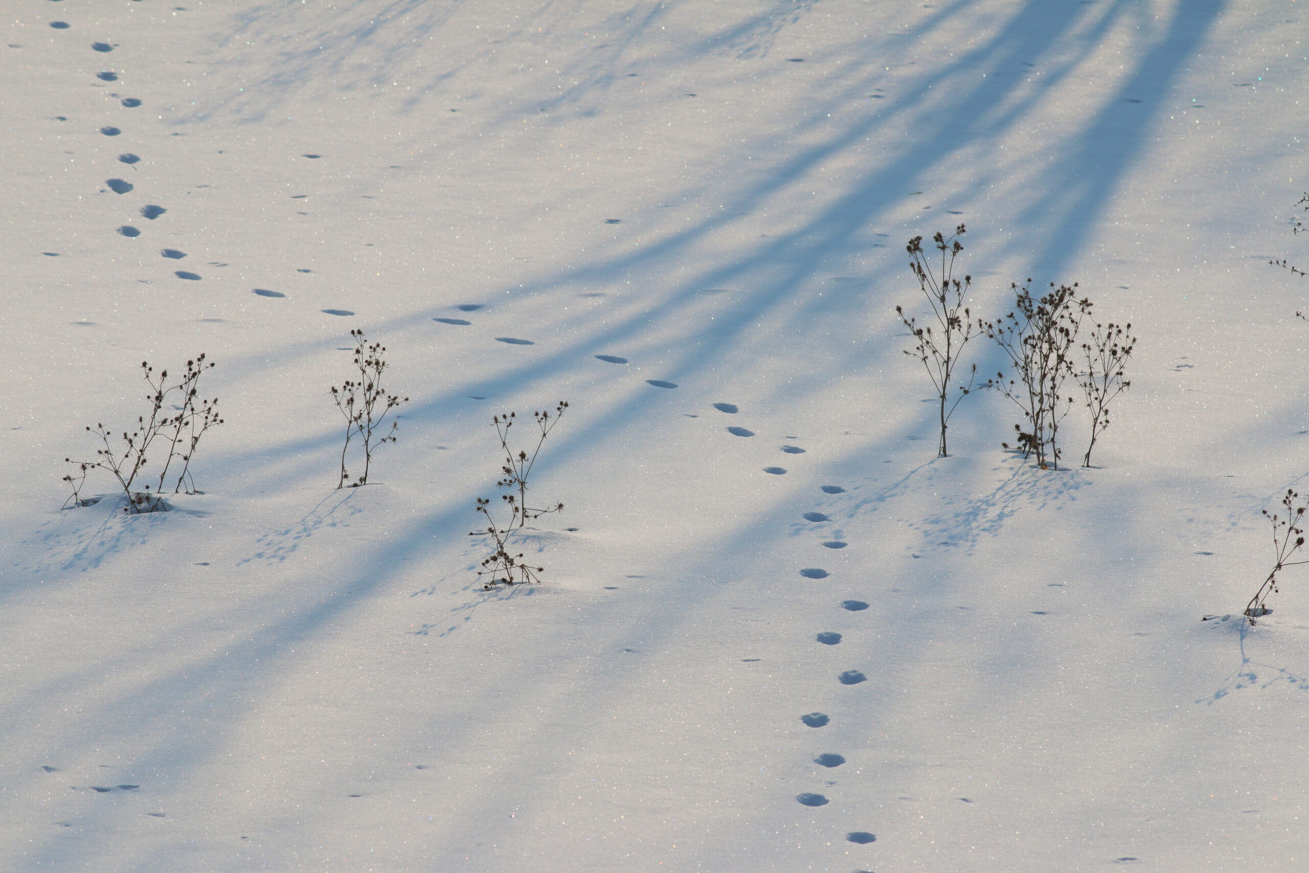 Dr. Morton Douglas über einen Yeti